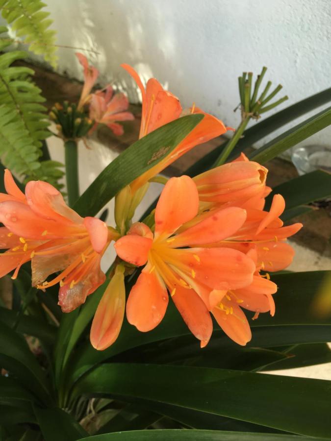 Villa De La Luz Luxury Guesthouse El Portil Εξωτερικό φωτογραφία